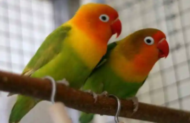 牡丹鹦鹉配对繁殖口诀（公牡丹鹦鹉求偶的表现）