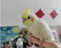 玄凤鹦鹉可以单养吗（玄凤怎么训练飞上手）