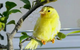 冠军玉鸟叫声好听么（哪种玉鸟叫声好）