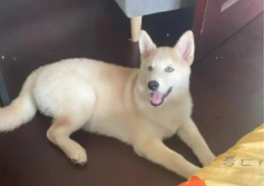 哈士奇关笼子还是散养（哈士奇什么颜色最贵）