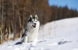 雪橇犬一般是什么狗（三种雪橇犬区别）