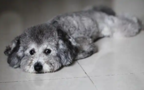 灰色泰迪狗多少钱一只（灰色泰迪狗多少钱一只幼崽）