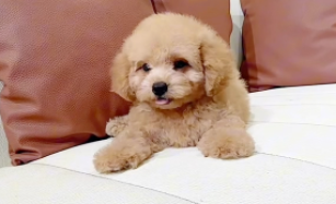 香槟泰迪狗多少钱一只（香槟泰迪犬）