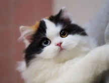 高地立耳猫寿命是多久（高地猫是大型猫吗）