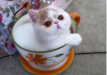 长不大的猫咪品种（茶杯猫的特点）