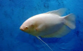 中型热带鱼混养搭配（招财鱼十大混养）