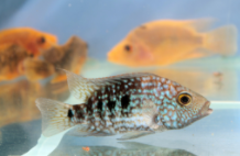 小型鱼混养最佳搭配（粗线鱼和谁混养最漂亮）