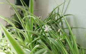 蓝吊颜色变浅怎么回事（金边吊兰颜色变浅怎么办）