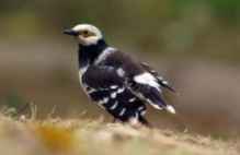 花鹩哥和花八哥的区别（八哥学说话的最佳时间）