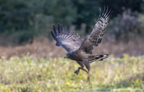 蛇雕的特征（蛇雕的性格特点）