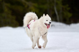 温顺到打死也不咬人的狗排名（拉布拉多咬人的几率多大）