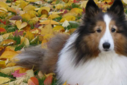 喜乐蒂牧羊犬是小型犬吗（喜乐蒂牧羊犬的缺点）