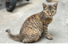 十大最适合新手养的猫（容易养的猫排行榜）