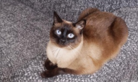 猫怀孕多长时间生小猫（猫咪怀孕几个月生）