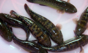 乌鳢的近种区别（鲜乌鳢的功效）