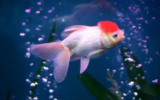 鹤顶红金鱼产卵征兆（鹤顶红金鱼如何分辨公母）