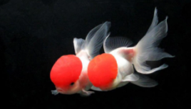 金鱼的体长和全长（乌龟体长）