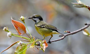 白腹山雀是什么品种（黄腹山雀有几个品种）