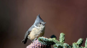 山雀鸟的种类和外观特征（哪种山雀叫的好）