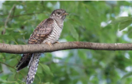 杜鹃鸟和布谷鸟是一个品种吗（有杜鹃鸟吗）