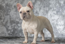 法斗好养吗?优缺点有哪些（法国斗牛犬适合新手养吗）