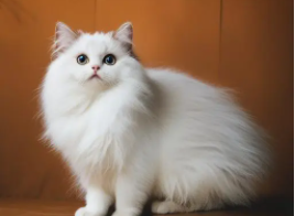 波米拉猫的起源（喜马拉雅种波斯猫）