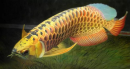 龙鱼都有什么品种（古典龙鱼都有哪些）