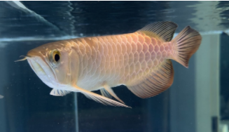 古典龙鱼跟蓝底龙鱼的区别（龙鱼背景用什么颜色好）