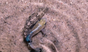 阿坝州沙漠鱼是什么（沙漠里的一条鱼）