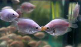 接吻鱼又叫什么鱼（会亲嘴的鱼叫什么鱼）