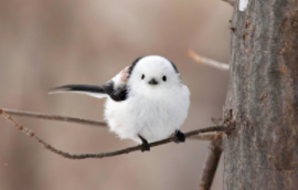 北长尾山雀百科（北长尾山雀在哪里分布）