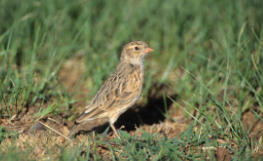 百灵鸟的形态特征（百灵鸟的分类）