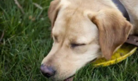 狗瘟抽搐是什么样子的（狗狗感染犬瘟的症状）