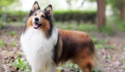 喜乐蒂牧羊犬多大（喜乐蒂牧羊犬成年多重）