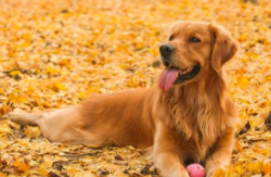 金毛一般买公的还是母的（金毛最难养的阶段）