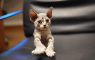 德文几个月能看出品相（三个月的德文一般多重）