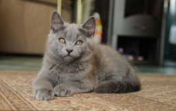 法国猫有哪些品种（法国土猫是什么猫）