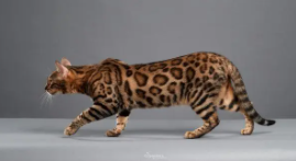 十大名贵猫（世界上最贵的猫的品种）