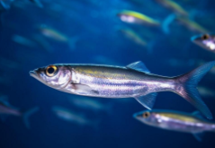 堤鱼又叫什么鱼（鳀鱼是淡水鱼还是海水鱼）
