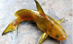 海黄刺鱼介绍（海钓黄翅鱼多少钱一斤）