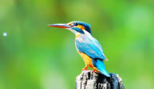 后背蓝色的常见鸟（蓝色的像喜鹊一样的鸟）