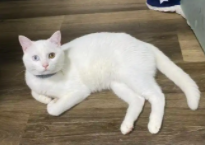 家里来了白猫是报恩（老人说白猫进宅）