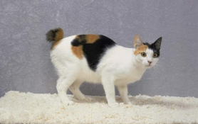 日本短尾猫的优点（短尾猫好吗）