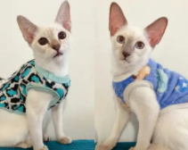 虎斑暹罗和暹罗猫区别（暹罗猫品种怎么区分）