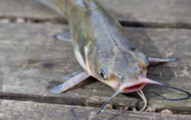 什么鱼寄生虫最多（生活在污水中的鱼叫什么）