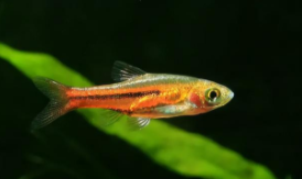 三角灯鱼寿命（霓虹灯鱼的寿命有多长）