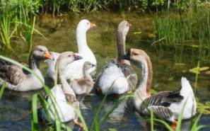 塘鹅的羽毛（池塘里的鹅）