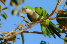 中国允许养的鹦鹉品种（绿和尚鹦鹉有什么特征）