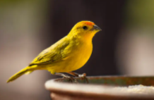 金丝雀品种资料（什么品种的金丝雀最贵）