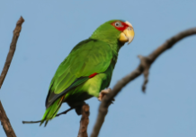 大黄帽鹦鹉和小黄帽区别（小黄帽亚马逊怎么看品相）